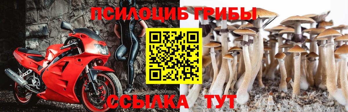 как найти закладки  Вход с VPN  Королёв  Псилоцибиновые грибы мицелий 